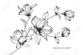 Magnolie Blume Zeichnen Und Skizzieren Mit Schwarz Weiss Line Art Lizenzfrei Nutzbare Vektorgrafiken Clip Arts Illustrationen Image 89406272