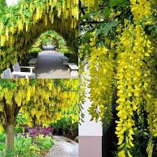 Image result for Laburnum anagyroides