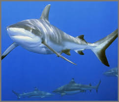 Shop target for projectors and screens you will love at great low prices. Shark Torch And Projector