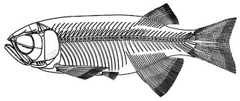 A specimen of Paralycoptera Chang & Chou 1977 (Teleostei: Osteoglossoidei)  from Hong Kong (China) with a potential Late Jurassic age that extends the  temporal and geographical range of the genus [PeerJ]