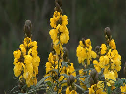 Image result for Pavetta stenosepala