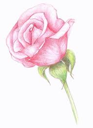Pink Rosebud Flower Drawing Realistic Flower Drawing Roses Drawing