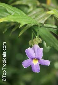 Image result for Thunbergia