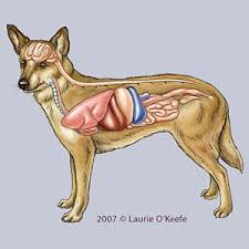 Canine Anatomy Illustrations Lovetoknow