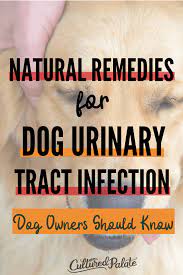 Natural Remedies For Dog Uti Cultured Palate