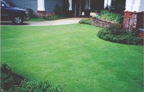 Maybe you would like to learn more about one of these? Superior Sod Home Superior Sod Certified Sods Long Leaf Pine Straw And Sabal Palm Trees The Correct Fertilizers For Lawns In Wilmington