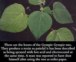 Argh Gympie Plants Plant Leaves