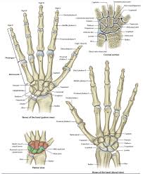 Image result for Normal Anatomic Position of the Hand and Wrist