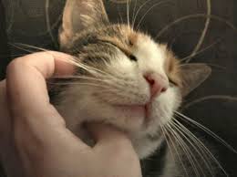 How Do Cats Purr Ncpr News