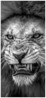 Black And White Angry Lion Face Wallpaper Pin By Tam S Boards On Wild Things I Think I Love You Lion Photography Wild Animal Wallpaper Lion Images