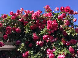 Image result for Margaretta rosea