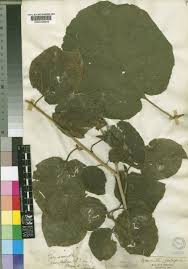 Image result for Pyrenacantha