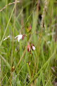 Image result for Eulophia ovalis