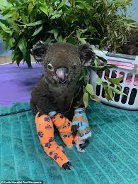 Sunrise S Sam Mac Becomes Emotional At Port Macquarie Koala Hospital In 2020 Animals Koala Koalas