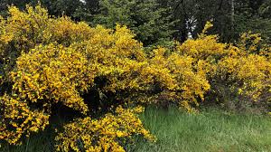 Image result for Broom Yellow 2007 Sprinter