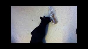 500 piece cat jigsaw puzzle, puzzle birthday gift, cat christmas gift, cat lovers gift, party present, friendship gift, self lockdown. 7 Diy Cat Food Puzzle Toys That Will Keep Your Kitty S Brain Active Cattime