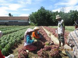 Ukuran pot tak perlu terlalu besar, malah kamu bisa. Bawang Merah Tidak Hanya B Paskomnas