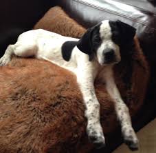 Black And White English Pointer Puppy English Pointer Puppy Look At The Size Of Those Paws Too Cute Animali Cani