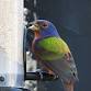 Attracting birds to your backyard