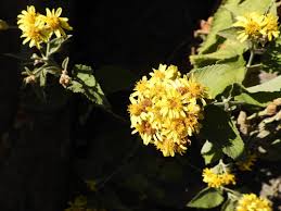 Image result for Anisopappus paucidentatus