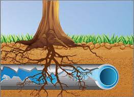Sewer Line Root Removal West Hollywood Ca Heating Services Sewer Tree Roots