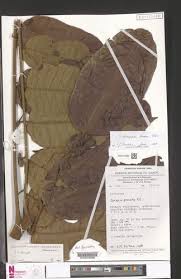 Image result for Trichoscypha lucens