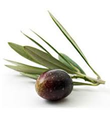 Benefits Of Squalane Learn About Squalene Truth In Aging Olive Leaf Tea Natural Antivirals Olive Leaf