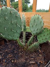 One of my favorite restaurants for over 10 years. Kansas Prairie Cactus Home Facebook
