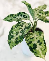 Olivra Homedecor On Instagram Beautiful Camo Colored Plant Leaves Aka Aglaonemapictumtricolor Olivra Houseplants Variegated Plants Plants Plant Leaves