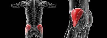 Le Moyen Fessier : Situation Anatomique Et Traitement Des Tendinopathies