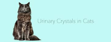 This diet increases urine volume to decrease struvite and calcium oxalate levels, and also dissolves struvite bladder stones. Urinary Crystals In Cats Darwin S Natural Pet Product Darwin S Pet Food