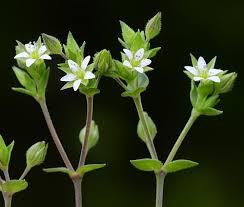 Image result for Cliffortia serpyllifolia