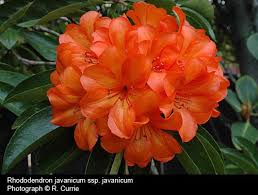 Vireya Rhododendrons Rhododendron Flowers Garden