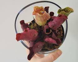 Big Pitcher Sarjapur, Bangalore - We Know How Much You Love Our Beers. The  Fun Is Doubled This Summer As You Can Relish Your Favorite Beer Where You  Pay For One While