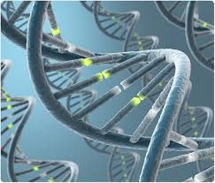 Adenine is a purine, which is one of two families of nitrogenous bases. Interactions That Hold Dna Together