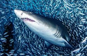 Check spelling or type a new query. Cuanto Mide El Tiburon Tigre Sooluciona
