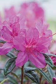 Autumn Amethyst Encore Azalea The World S Best Selling Multi Season Blooming Azalea Reblooming Flowers Azalea Flower Azalea Shrub