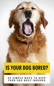 33 Simple Ways To Keep Your Dog Busy Indoors Puppy Leaks Dog Care Dog Obedience Dogs
