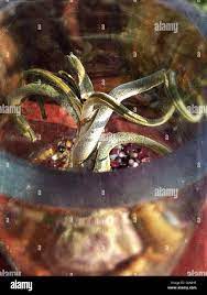 An exotic Medusa plant in a glass jar Stock Photo - Alamy