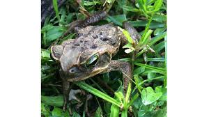 Pregnant women, children under the age of 5 and people with weakened immune systems should contact their physician before purchasing and/or caring for a toad and should consider not having a toad as a pet. Toxic Dog Killing Toads Invading Florida Yards Here S How To Get Rid Of Them