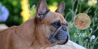 Things You Need To Know About Scabs In Dogs Canadavetexpress Pet Care Tips