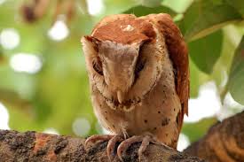 Suara burung opior jawa pancingan bunyi masteran d. Burung Hantu Yang Tidak Perlu Kita Takuti Mongabay Co Id