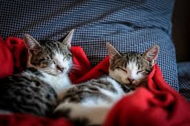 Namun itu semua bagaimana kejadian yang terjadi pada saat kalian sedang tertidur. Gemar Tidur Kucing Juga Bisa Bermimpi Halaman All Kompas Com