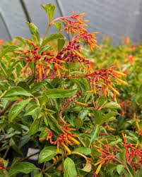 Image result for Hamelia patens