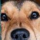 Paw Prints PetFest & 5K