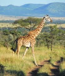The giraffe (giraffa camelopardalis) is a quadruped mammal known for height, with its long legs and characteristically long neck.in fact, it is the tallest living animal in the world.here are some of the most important facts about giraffes: Giraffe Facts For Kids
