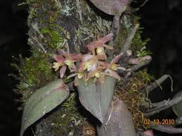 Image result for Bulbophyllum unifoliatum