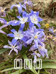 glory of the snow 雪光花 学名chionodoxa spp 风信子科雪光花 属多年生草本球根植物 原产于地中海和小亚细亚地区 是早春常见的花床里的花卉 glory of the snow french flowers flower pots