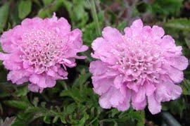 Scabiosa Columbaria Pink Mist Tauben Skabiose Mit Stauden Gestalten Stauden Mit Langer Blutezeit Dauerbluher Skabiose Pflanzen Kuchenschelle
