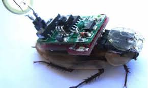 At times it's really tricky to be intentional about spaces when you've got. The Race To Create Insect Cyborgs Neuroscience The Guardian